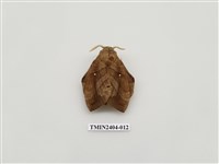 藏品(大灰枯葉蛾)的圖片